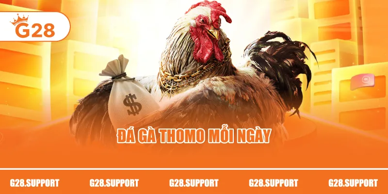 Đá gà Thomo mỗi ngày
